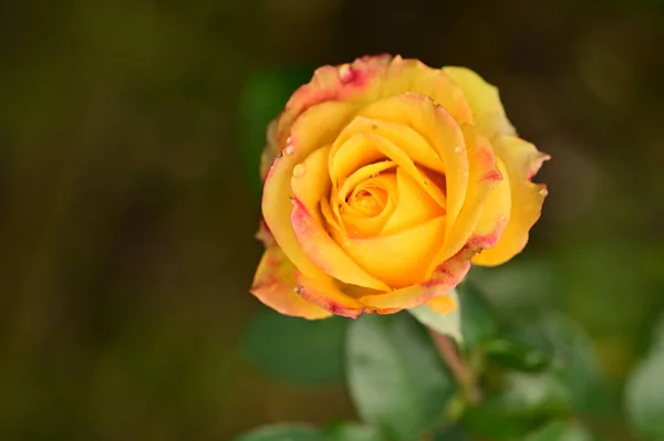 Nahaufnahme Der Schönen Gelben Rosenblüte Garten — Stockfoto