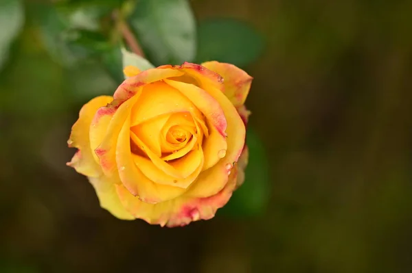 Vista Cerca Hermosa Flor Rosa Amarilla Jardín — Foto de Stock