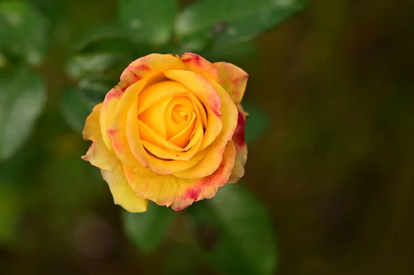 Vue Rapprochée Belle Fleur Rose Jaune Dans Jardin — Photo