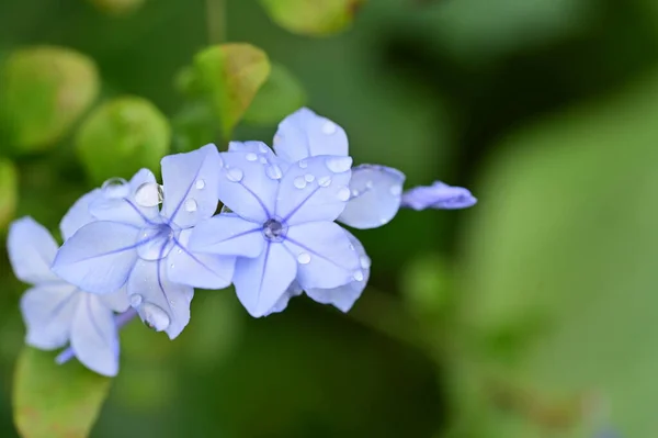 Nahaufnahme Von Schönen Blauen Blumen Garten — Stockfoto