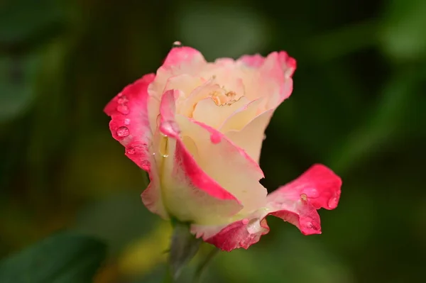 庭の美しいピンクのバラの花を間近で見ることができ — ストック写真