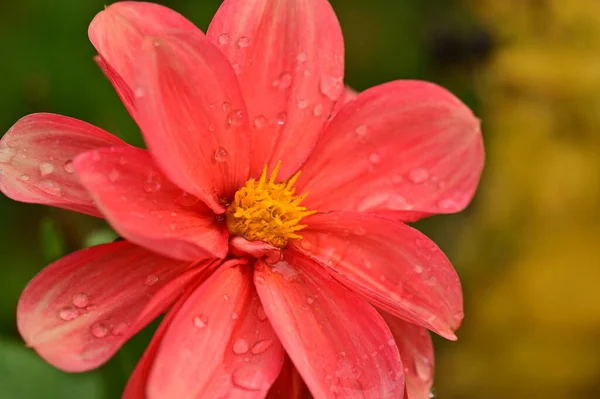 Vista Perto Belas Flores Cor Rosa Jardim — Fotografia de Stock