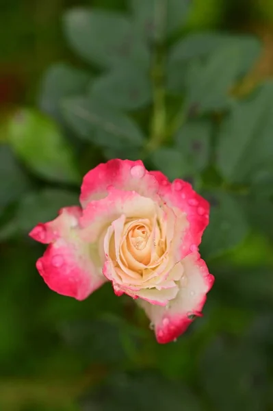 Közeli Kilátás Gyönyörű Rózsaszín Rózsa Virág Kertben — Stock Fotó