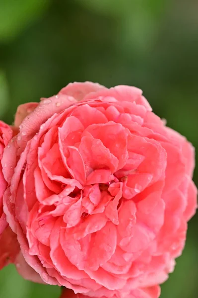 Close Uitzicht Mooie Roze Roos Bloemen Tuin — Stockfoto