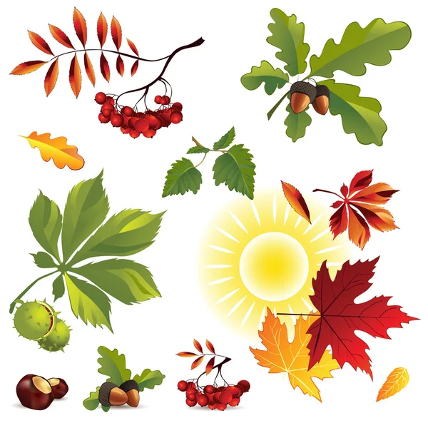 Autumn foliage — Stock Vector
