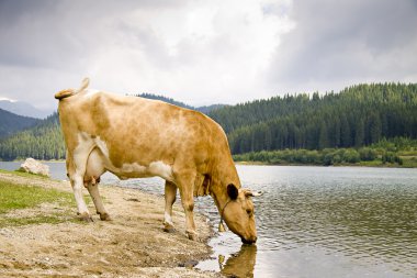 gölden içme hafif kahverengi inek