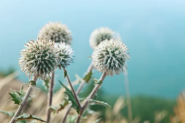 Fleurs échinop fermer — Photo