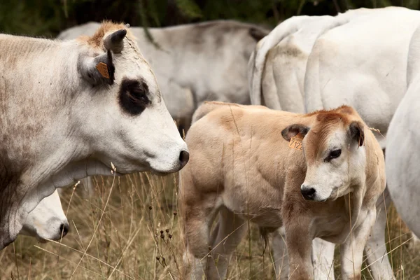 White calf — Stock Photo, Image