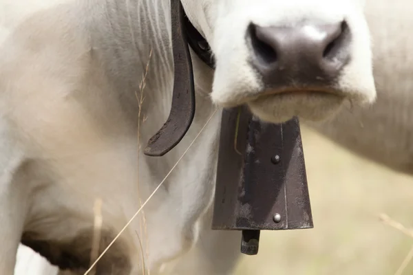 Ternero blanco — Foto de Stock