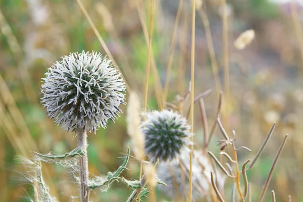 Flor de cardo fechar — Fotografia de Stock