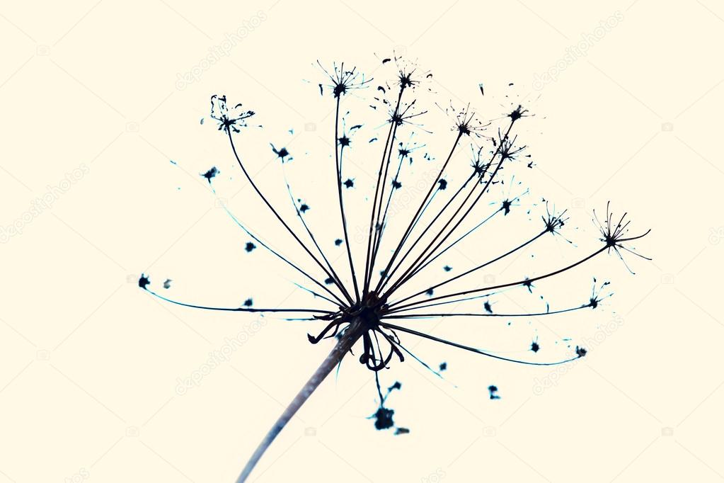 Blue abstract dandelion flower background, extreme closeup with soft focus