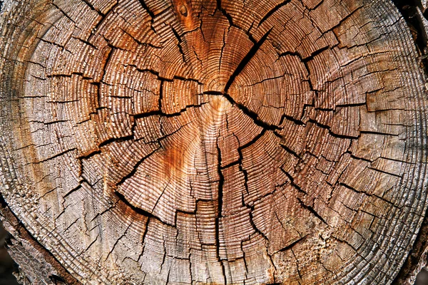 Tronc d'arbre coupé minable — Photo
