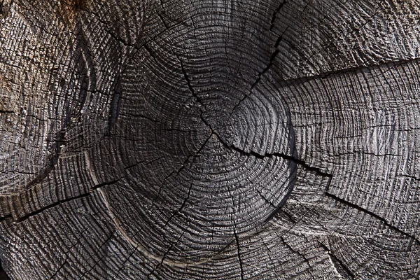 Shabby cut tree trunk — Stock Photo, Image