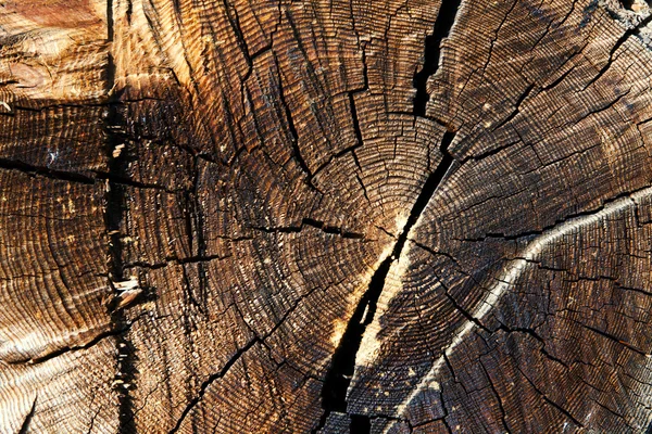 Tronc d'arbre coupé minable — Photo