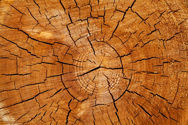 Shabby cut tree trunk — Stock Photo, Image