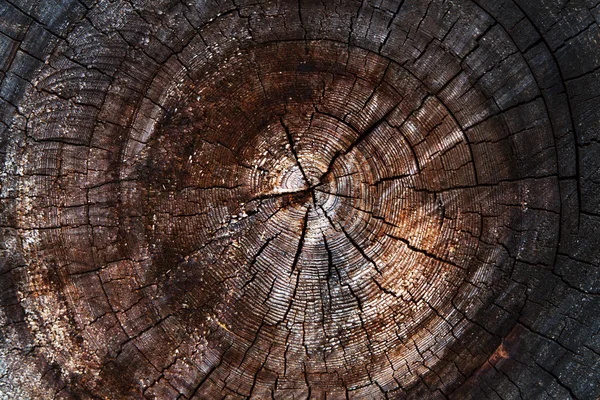 Обветшалый ствол дерева — стоковое фото