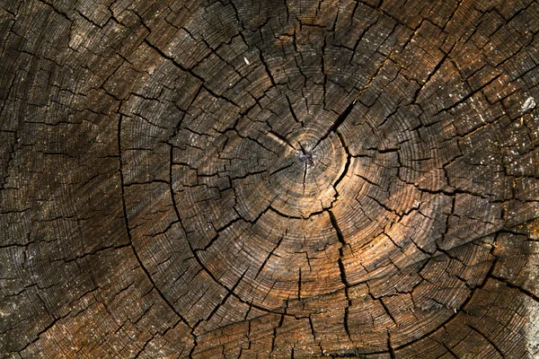 Shabby cut tree trunk — Stock Photo, Image