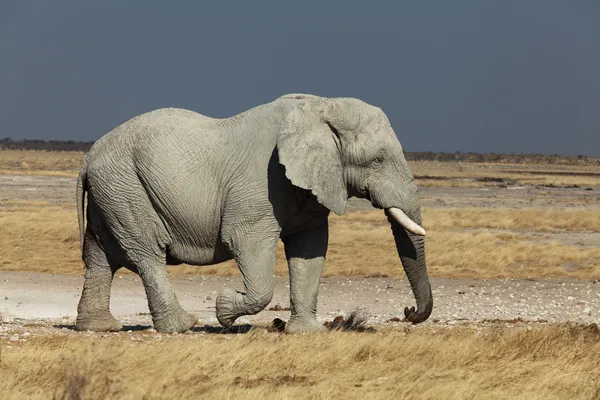 Elephant — Stock Photo, Image