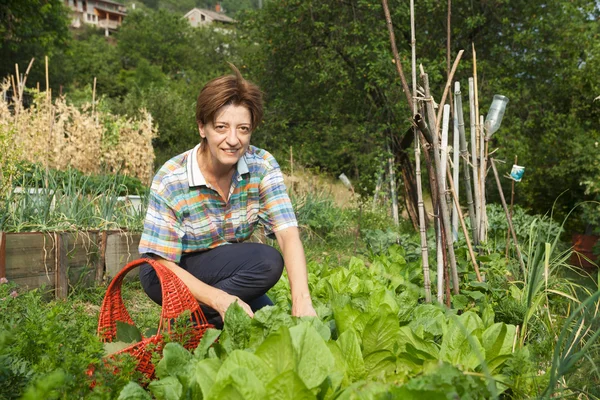 Kız onların ülkeden meyve toplama — Stok fotoğraf