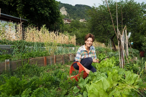 Kız onların ülkeden meyve toplama — Stok fotoğraf