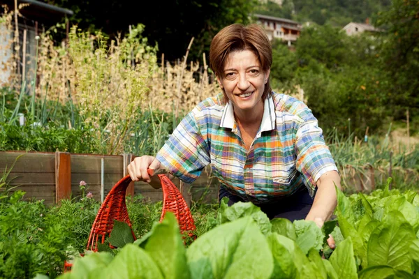 Kız onların ülkeden meyve toplama — Stok fotoğraf