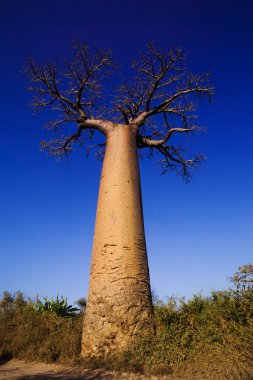 Baobab ağacı