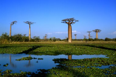 Baobab ağacı