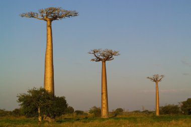 Baobab ağacı