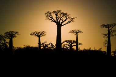 Sunset ve baobabs ağaçlar