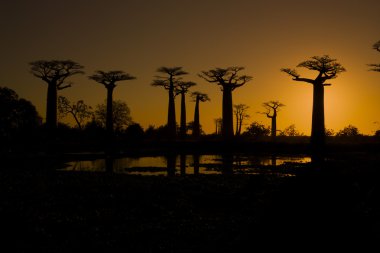 Sunset ve baobabs ağaçlar
