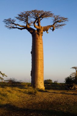 Baobab ağacı
