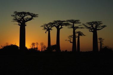 Sunset ve baobabs ağaçlar