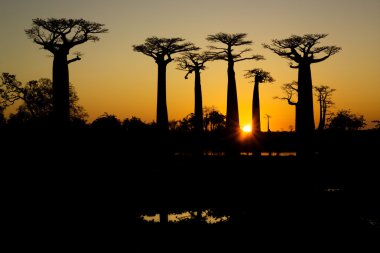 Sunset ve baobabs ağaçlar