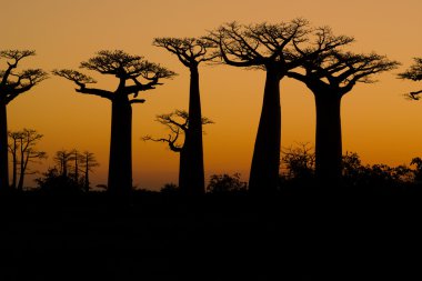Sunset ve baobabs ağaçlar
