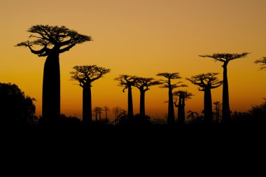 Sunset ve baobabs ağaçlar