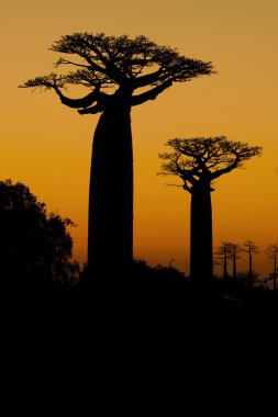 Sunset ve baobabs ağaçlar
