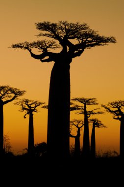 Sunset ve baobabs ağaçlar