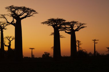 Sunset ve baobabs ağaçlar