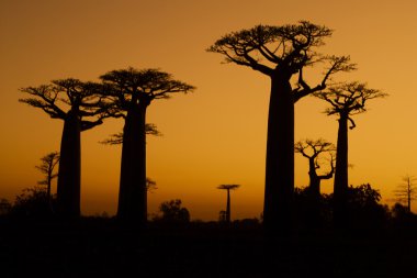 Sunset ve baobabs ağaçlar