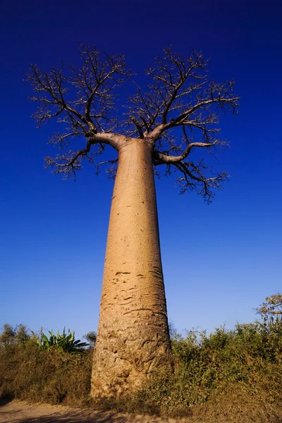 Baobabtrær – stockfoto