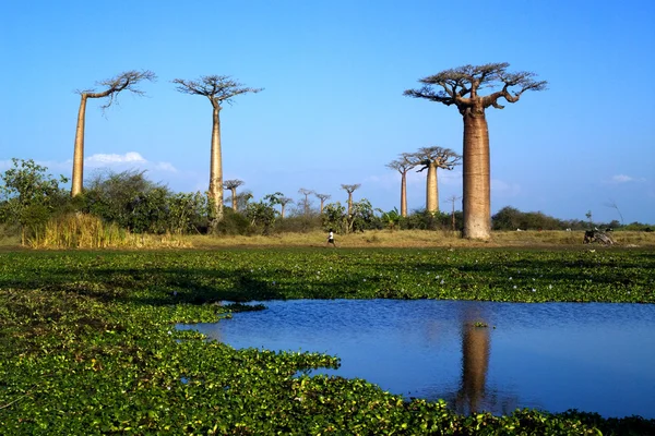 Baobab树 — 图库照片
