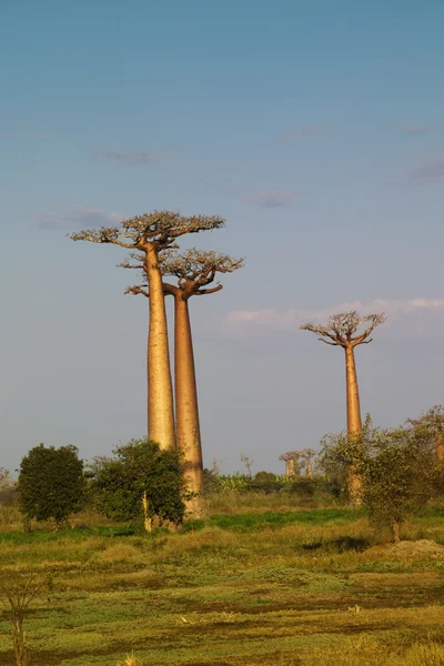 Baobab tree — Stock Photo, Image