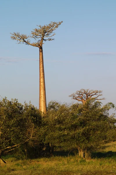 Baobab strom — Stock fotografie