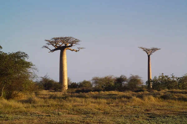 Baobabtrær – stockfoto