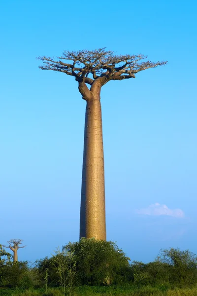 Baobab-Baum — Stockfoto