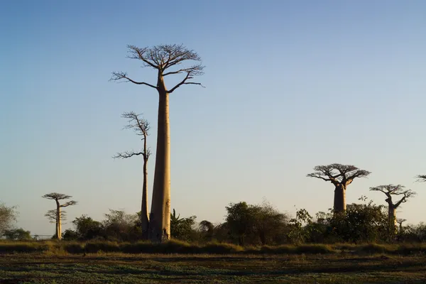 Baobab tree — Stock Photo, Image