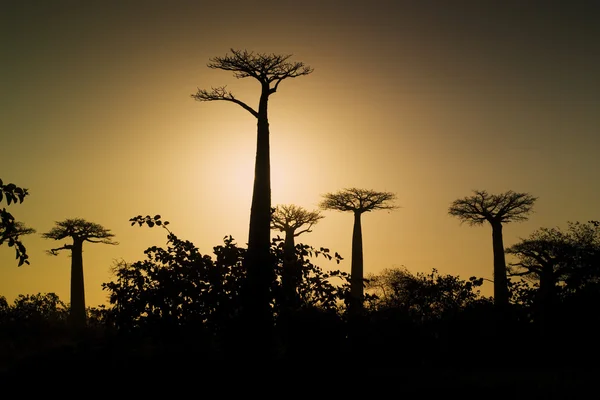 Atardecer y baobabs árboles — Foto de Stock