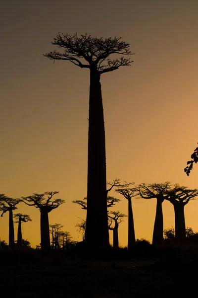 Sunset and baobabs trees — Stock Photo, Image