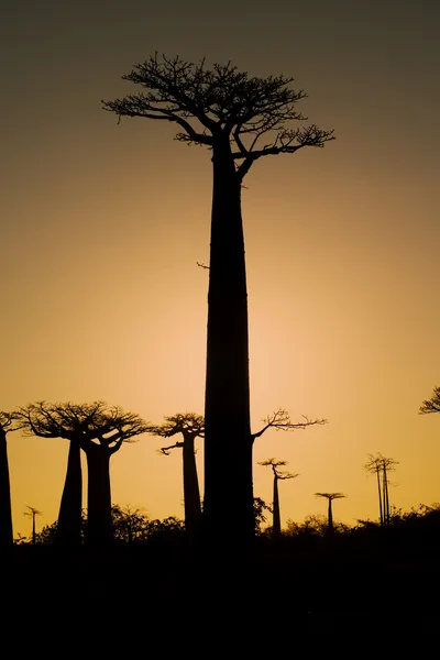 Solnedgangs- og baobabtrær – stockfoto