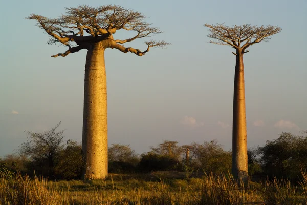 Baobab strom — Stock fotografie